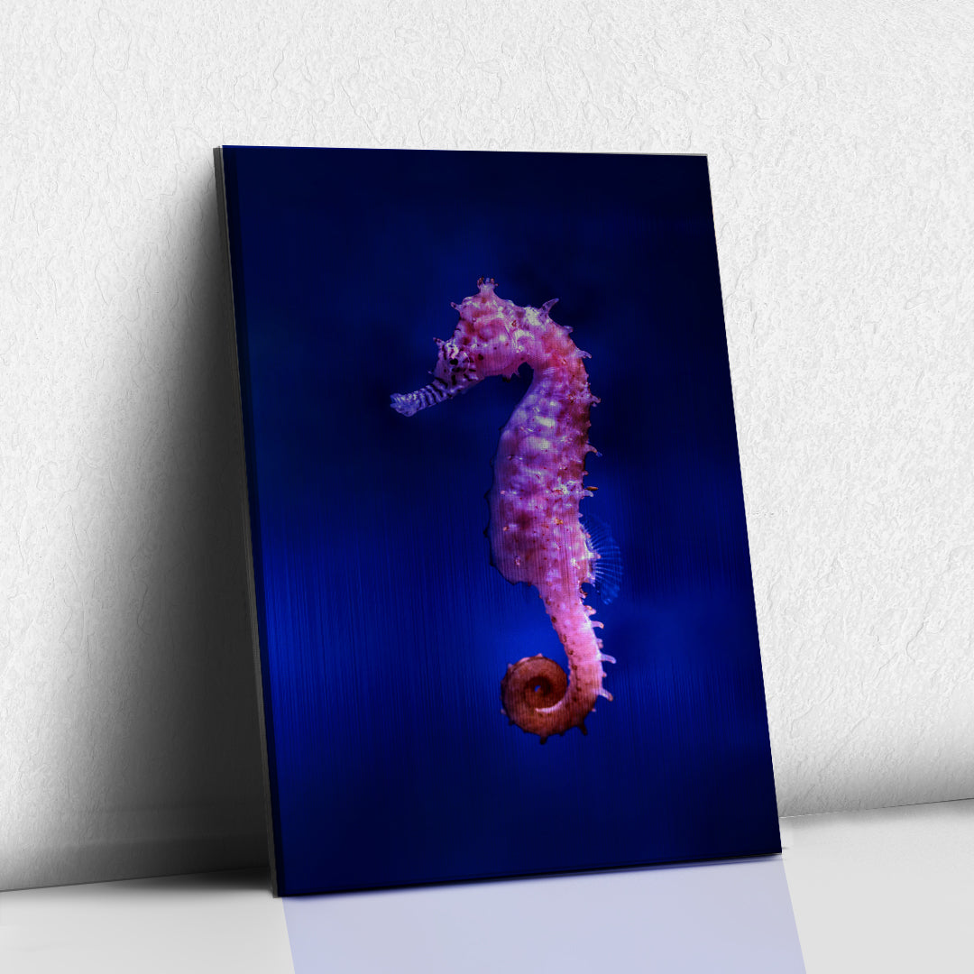 Caballito de Mar Rosa
