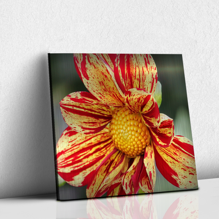 Dalia
