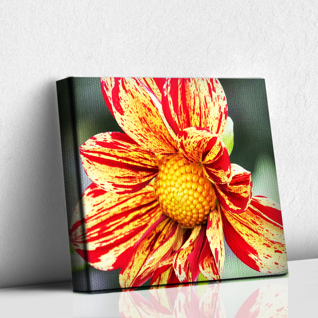 Dalia