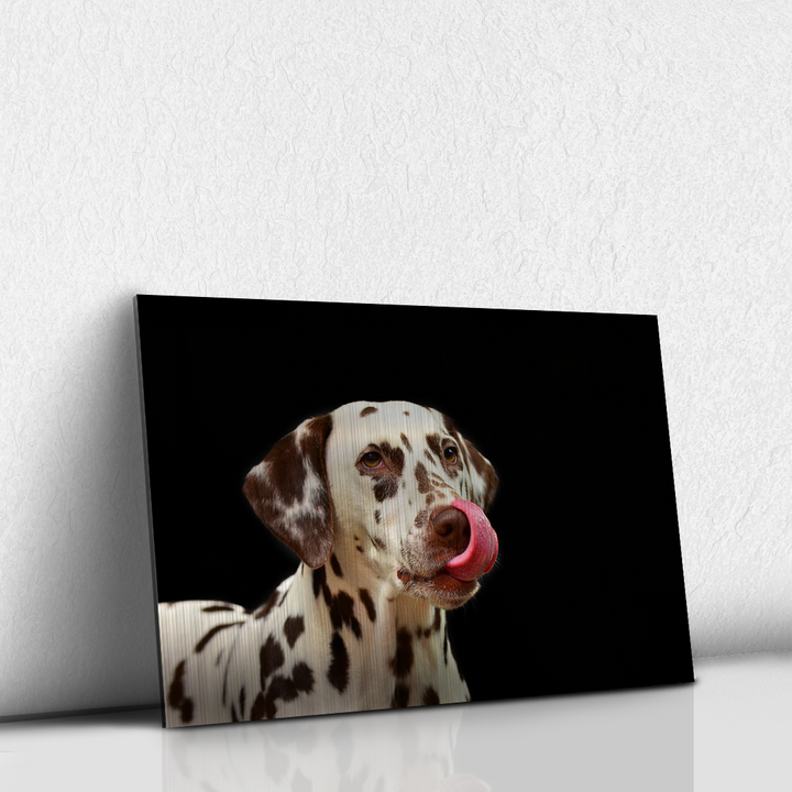 Dalmata