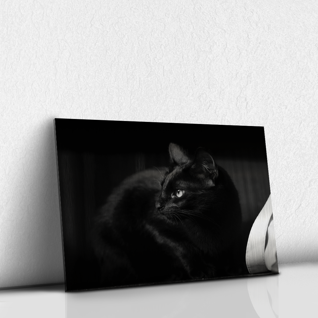 Felino