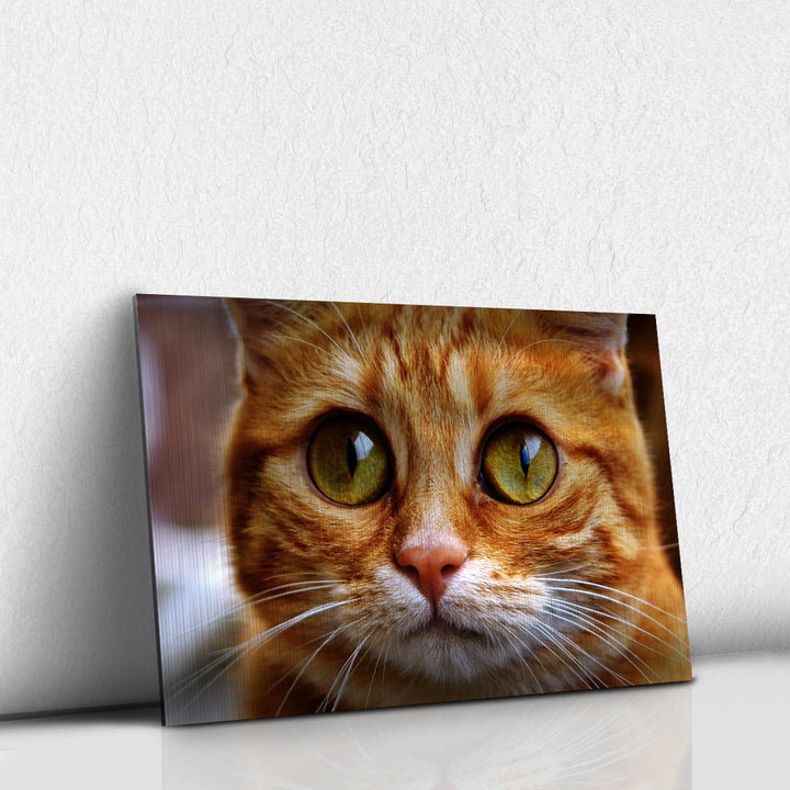 Gato naranja