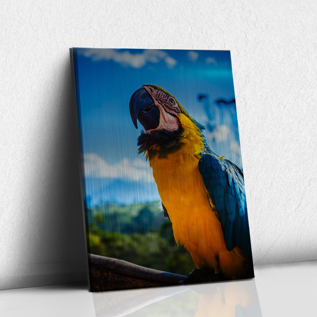 Guacamaya