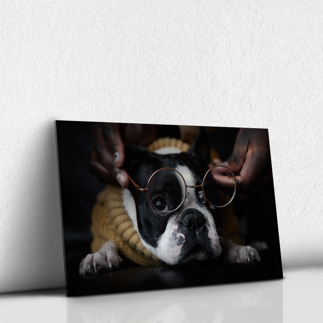 Bulldog Frances
