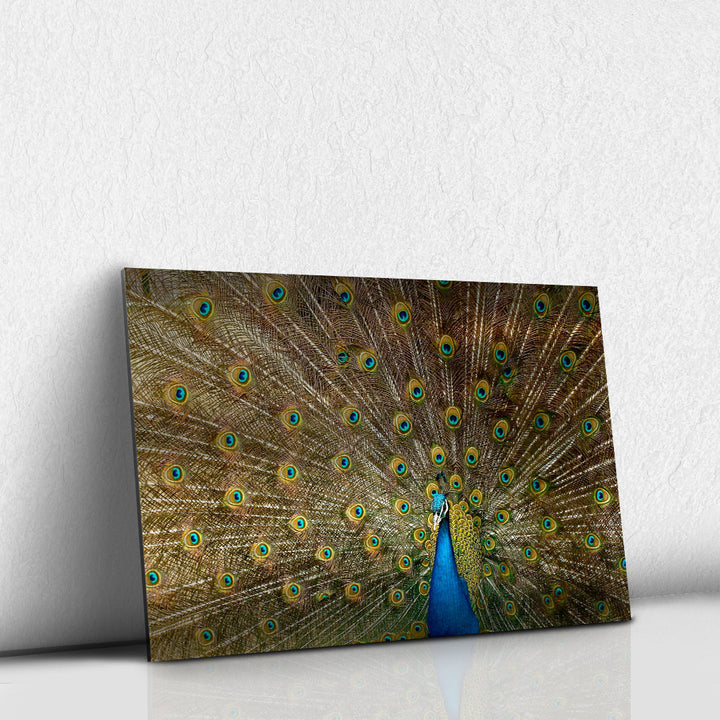 Pavo Real
