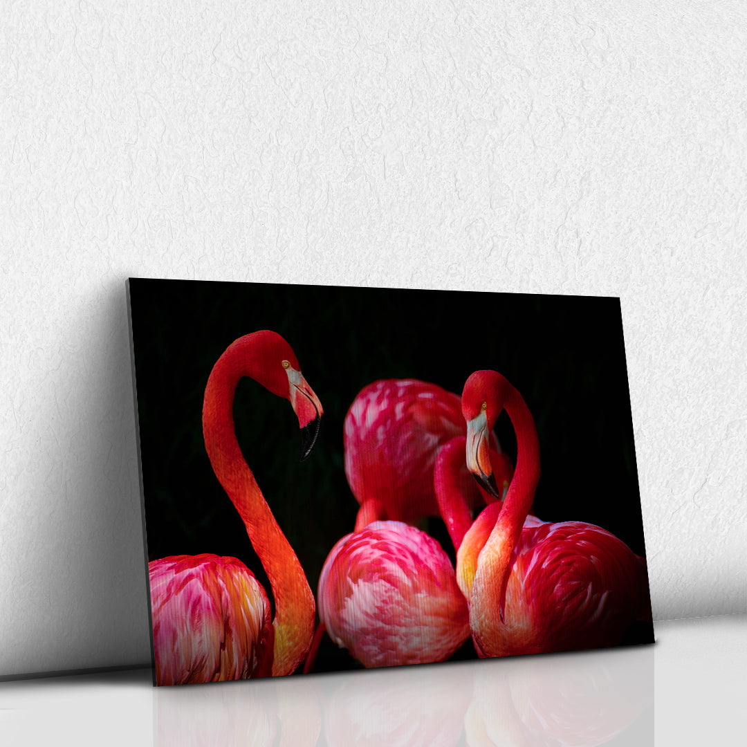 Flamencos