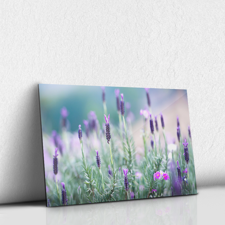 Lavanda