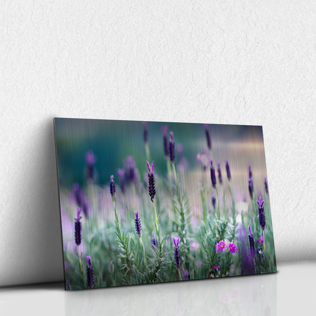 Lavanda