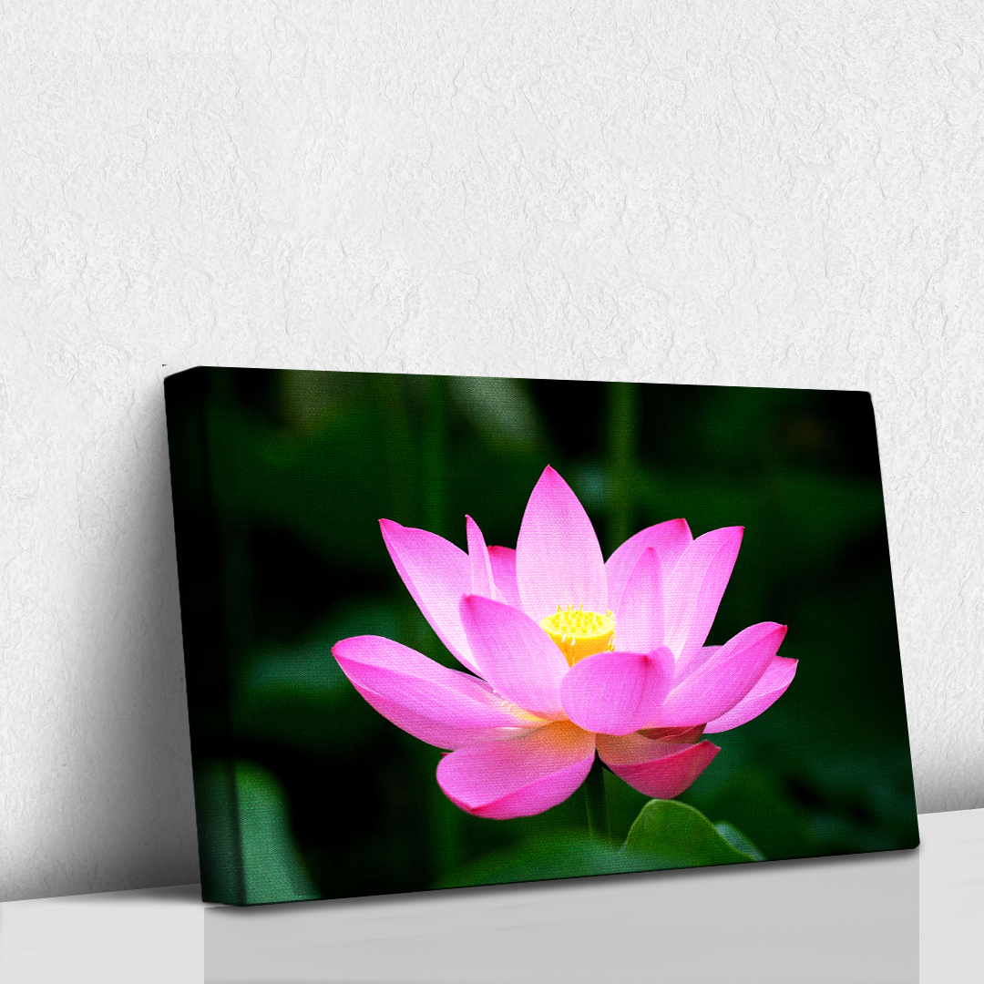 Lotus