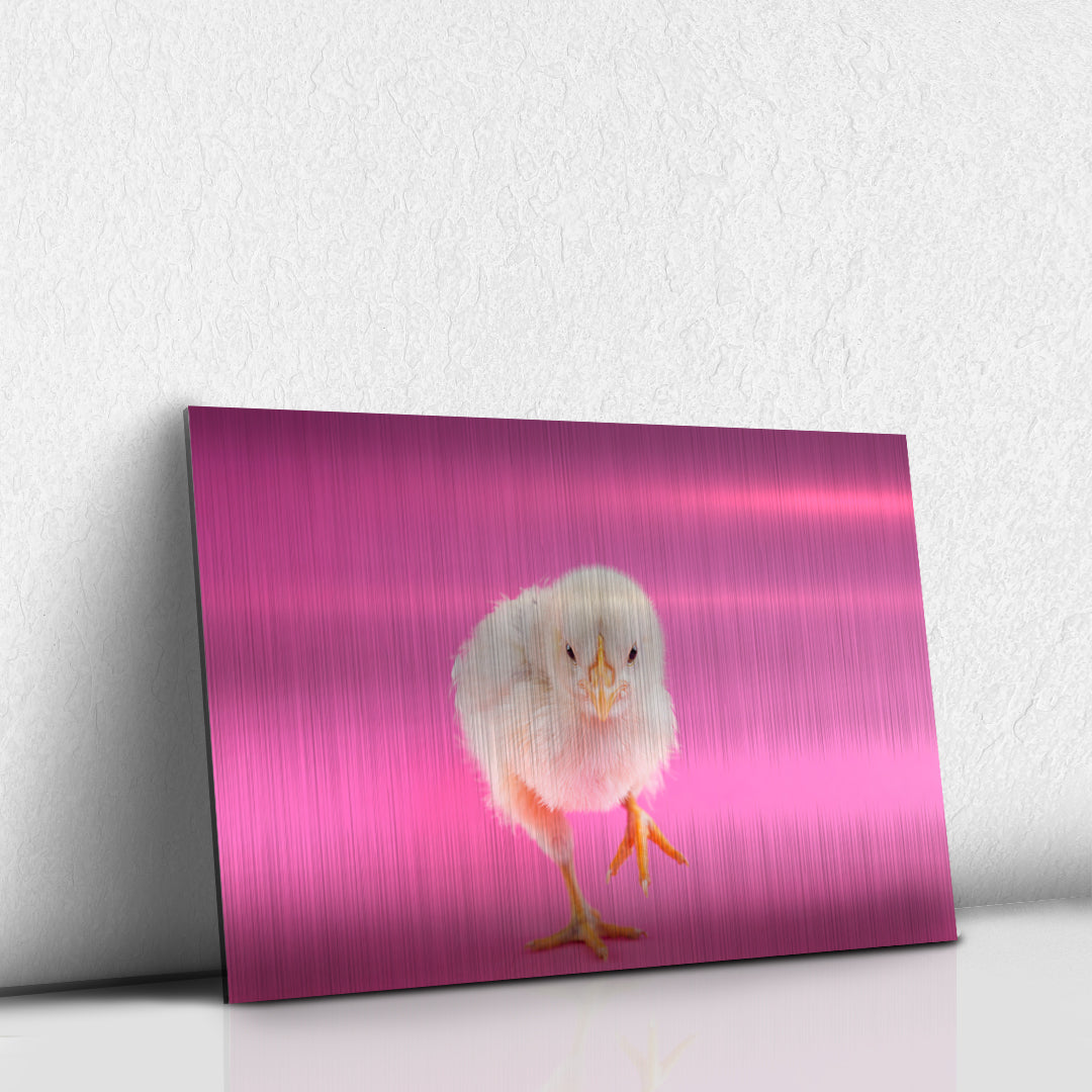 Pollito