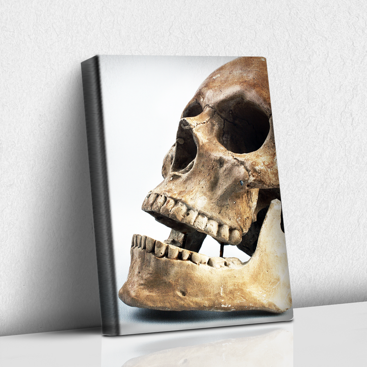 Skull