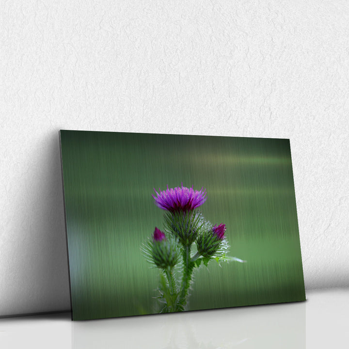 Thistle