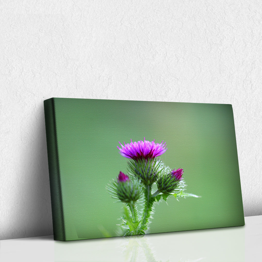 Thistle