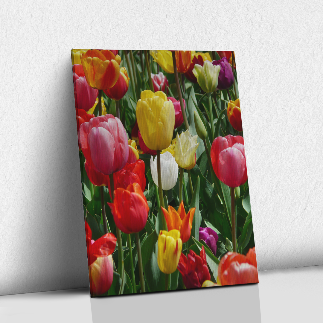Tulipanes coloridos