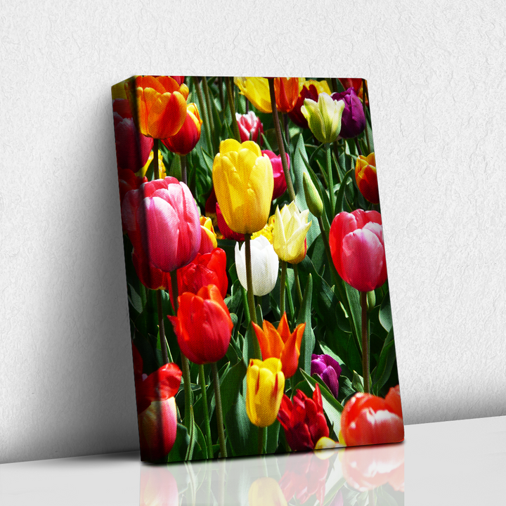 Tulipanes coloridos