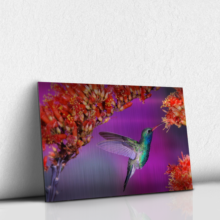Colibrí