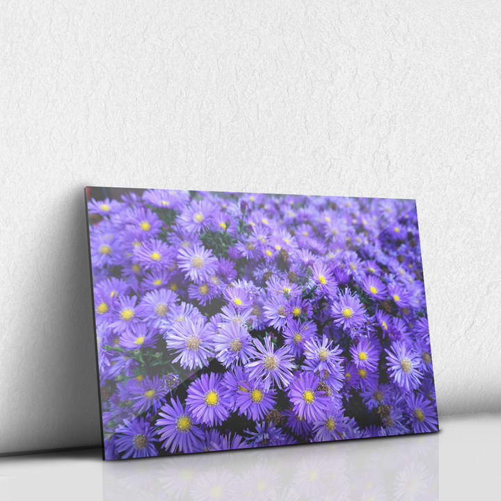 Flores Moradas