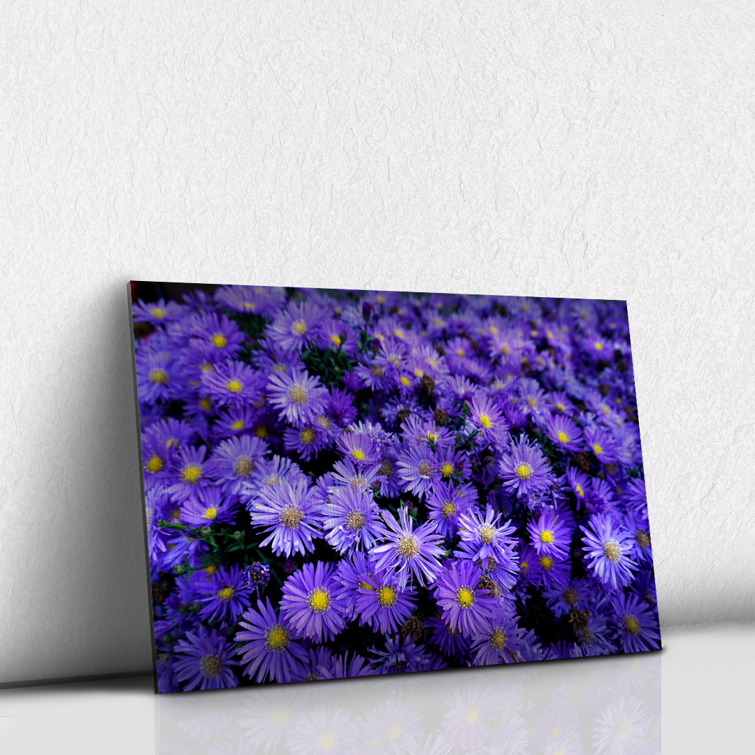 Flores Moradas