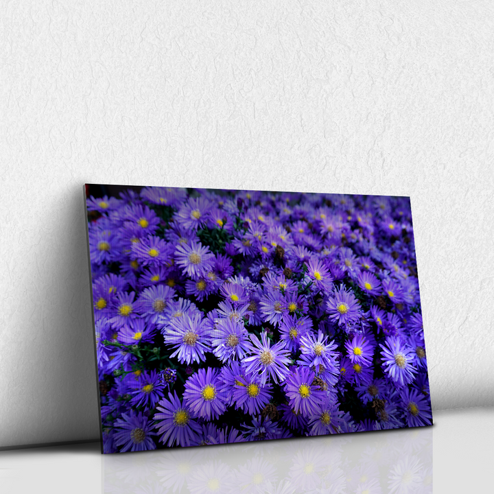 Flores Moradas