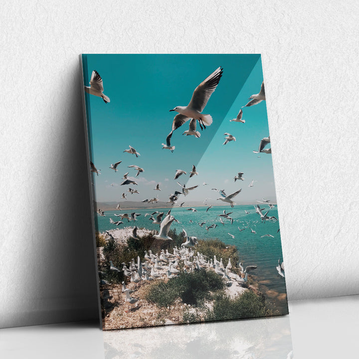 Parvada de Gaviotas