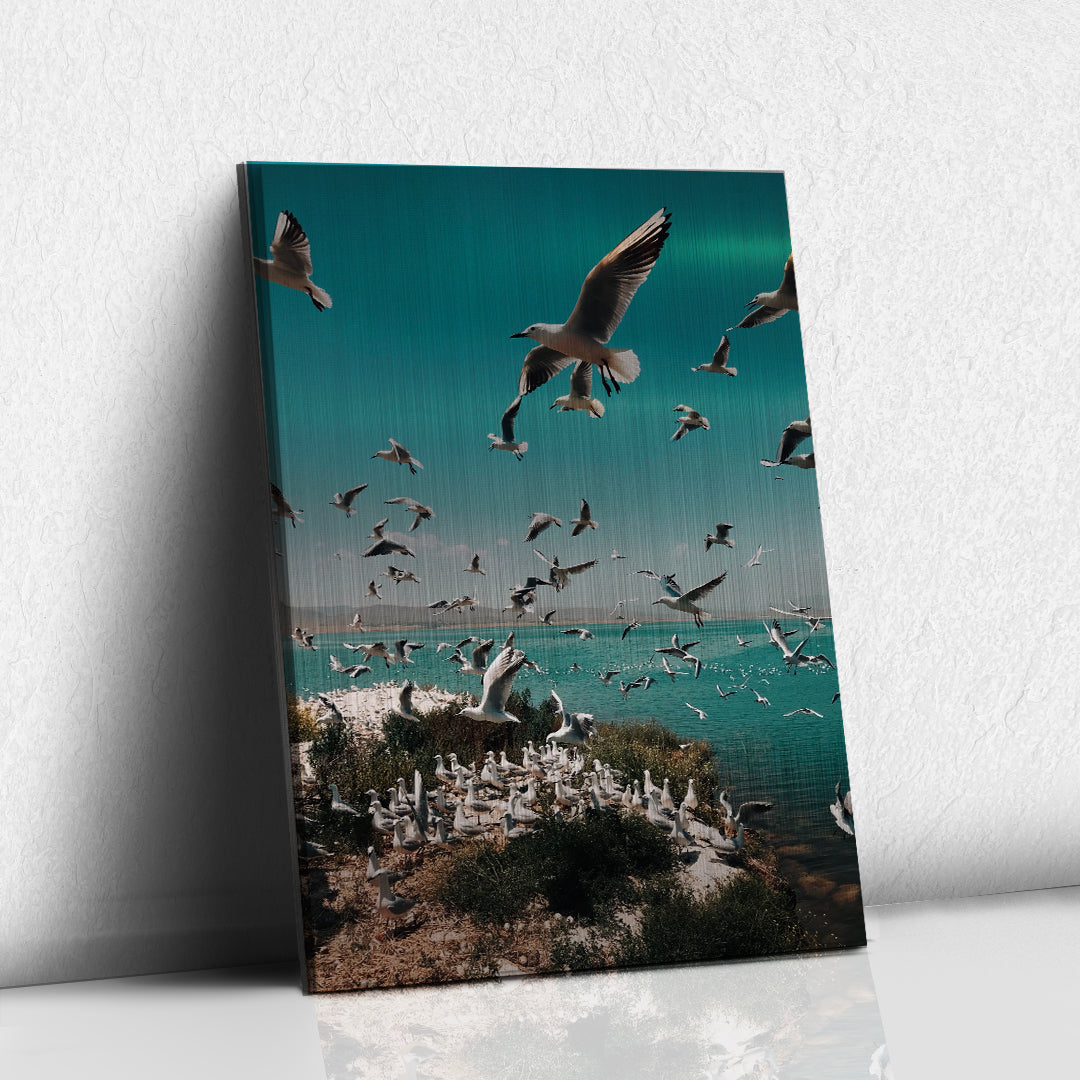 Parvada de Gaviotas