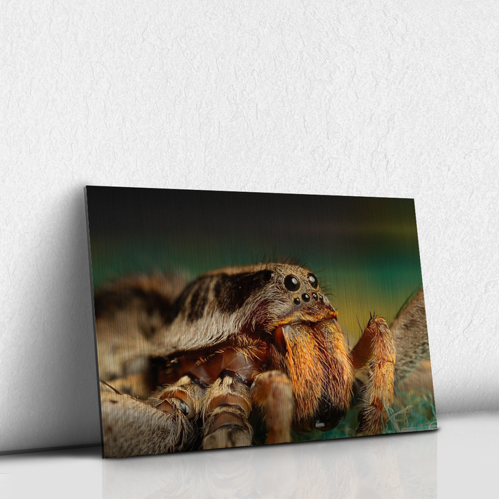 Tarantula